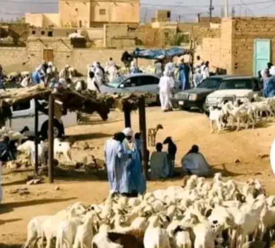 آدرار: إطلاق حملة بيطرية لعلاج 15 ألف رأس من المواشي خلال 36 يوماً